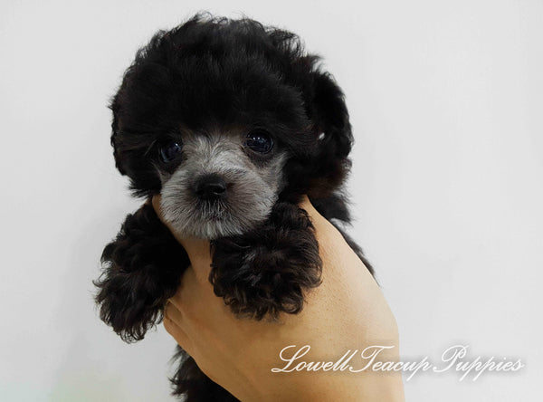 Teacup Poodle Female [Lola] - Lowell Teacup Puppies inc