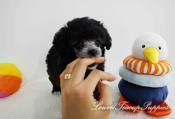 Teacup Poodle Female [Lola] - Lowell Teacup Puppies inc