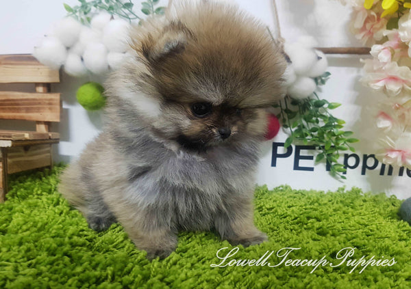 Teacup Pomeranian Female [Hazel] - Lowell Teacup Puppies inc