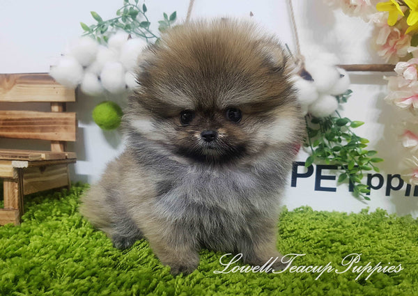 Teacup Pomeranian Female [Hazel] - Lowell Teacup Puppies inc