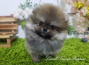 Teacup Pomeranian Female [Hazel] - Lowell Teacup Puppies inc