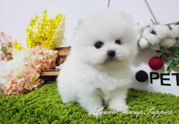 Teacup Pomeranian Male [Oliver] - Lowell Teacup Puppies inc