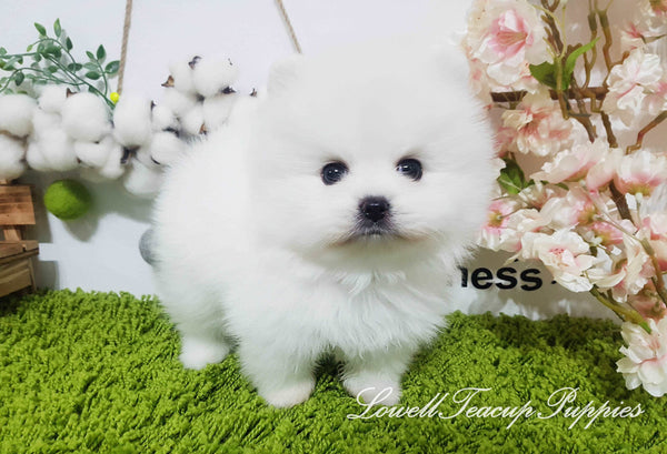 Teacup Pomeranian Male [Oliver] - Lowell Teacup Puppies inc