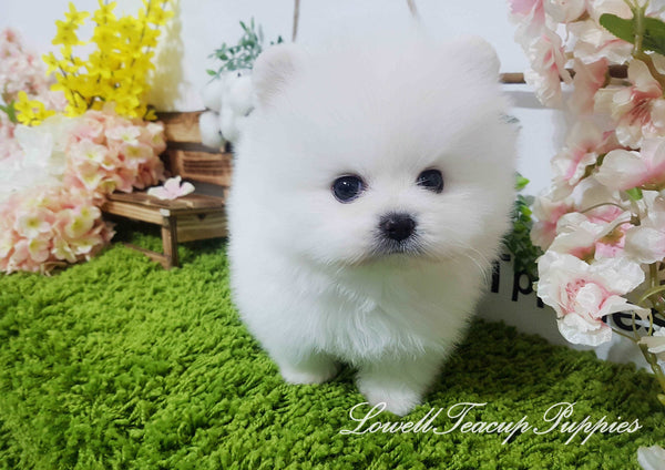 Teacup Pomeranian Male [Oliver] - Lowell Teacup Puppies inc