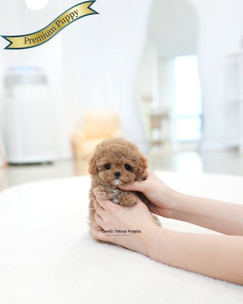 Teacup Maltipoo Female [Jelly]