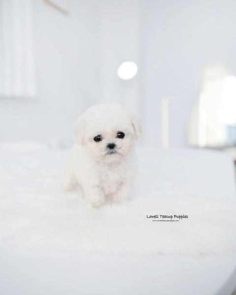 Teacup Bichon Frise Male [Mong]