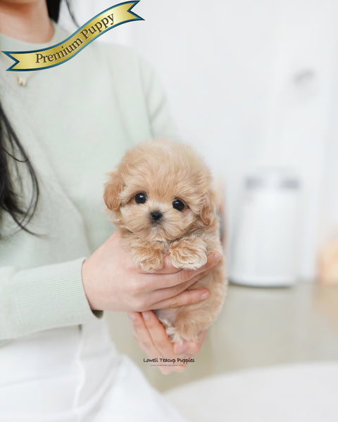 Teacup Maltipoo Male [Colin]