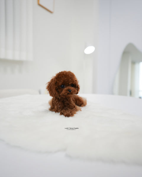 Teacup Poodle Male [Koen]