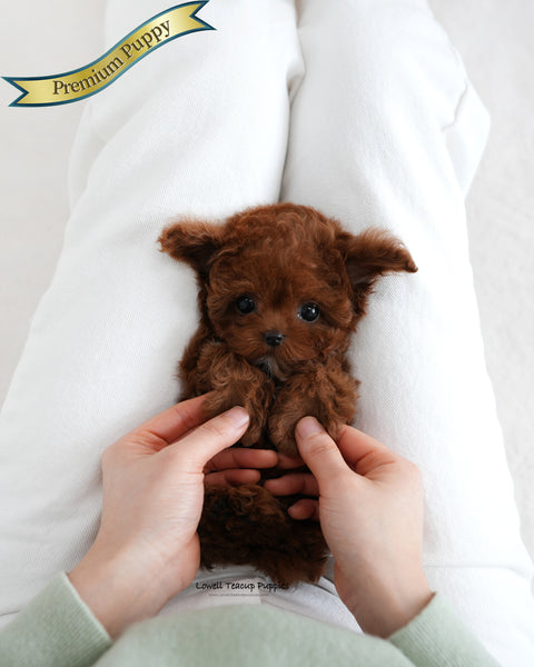 Teacup Poodle Female [Evelyn]