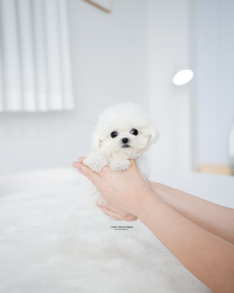 Teacup Bichon Frise Female [Star]