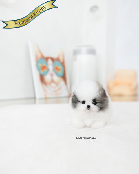 Teacup Pomeranian Female [Lanvin]