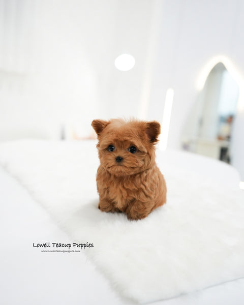 Teacup Maltipoo Female [Rich]