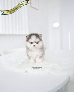 Teacup Pomsky Female [Elsa]