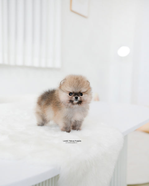 Teacup Pomeranian Male [Tiramisu]