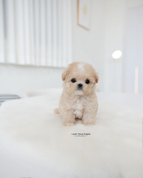 Teacup Maltipoo Male [Cheese]