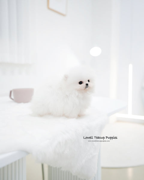 Teacup Pomeranian Male [Maru]