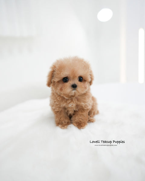 Teacup Poodle Male [Jerry]