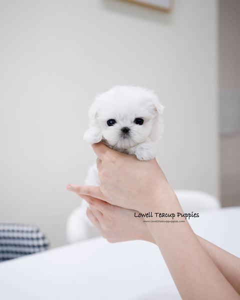 Teacup Maltese Male [Ted]