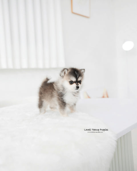 Teacup Pomsky Male [Edgar]