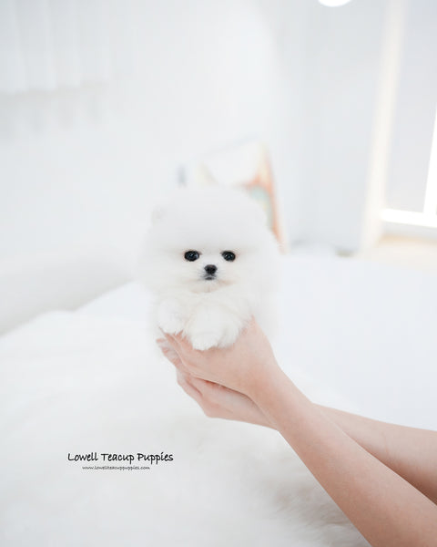 Teacup Pomeranian Female [Wanda]