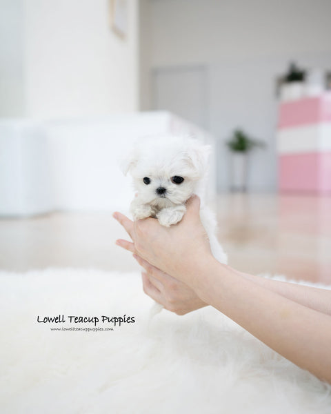 Teacup Maltese Female [Honey]