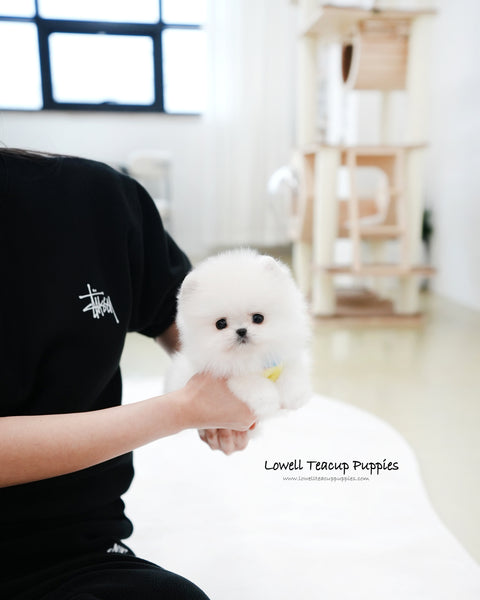 Teacup Pomeranian Male [Milo]