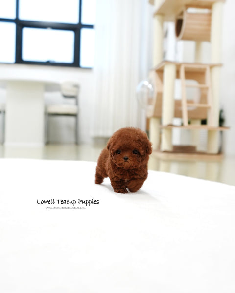 Teacup Poodle Female [Hermes]