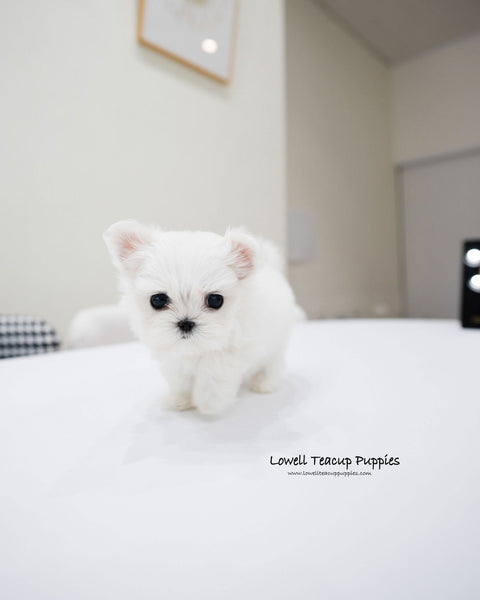 Teacup Maltese Male [Gian]