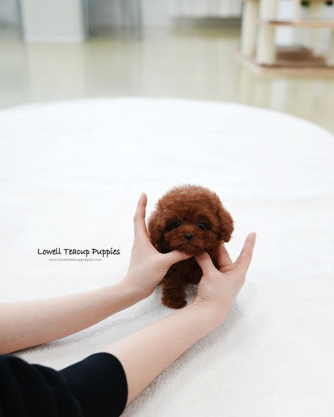 Teacup Poodle Female [Mandy]