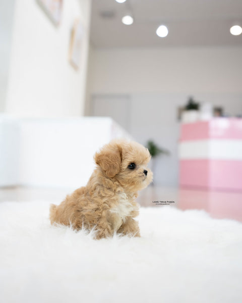 Teacup Maltipoo Male [Benji]