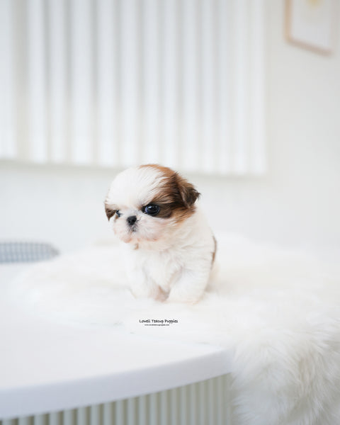 Teacup ShihTzu Female [Peach]