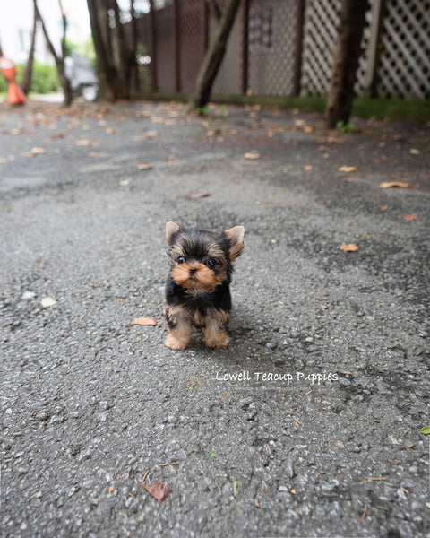 Teacup Yorkie Male [Pepsi]