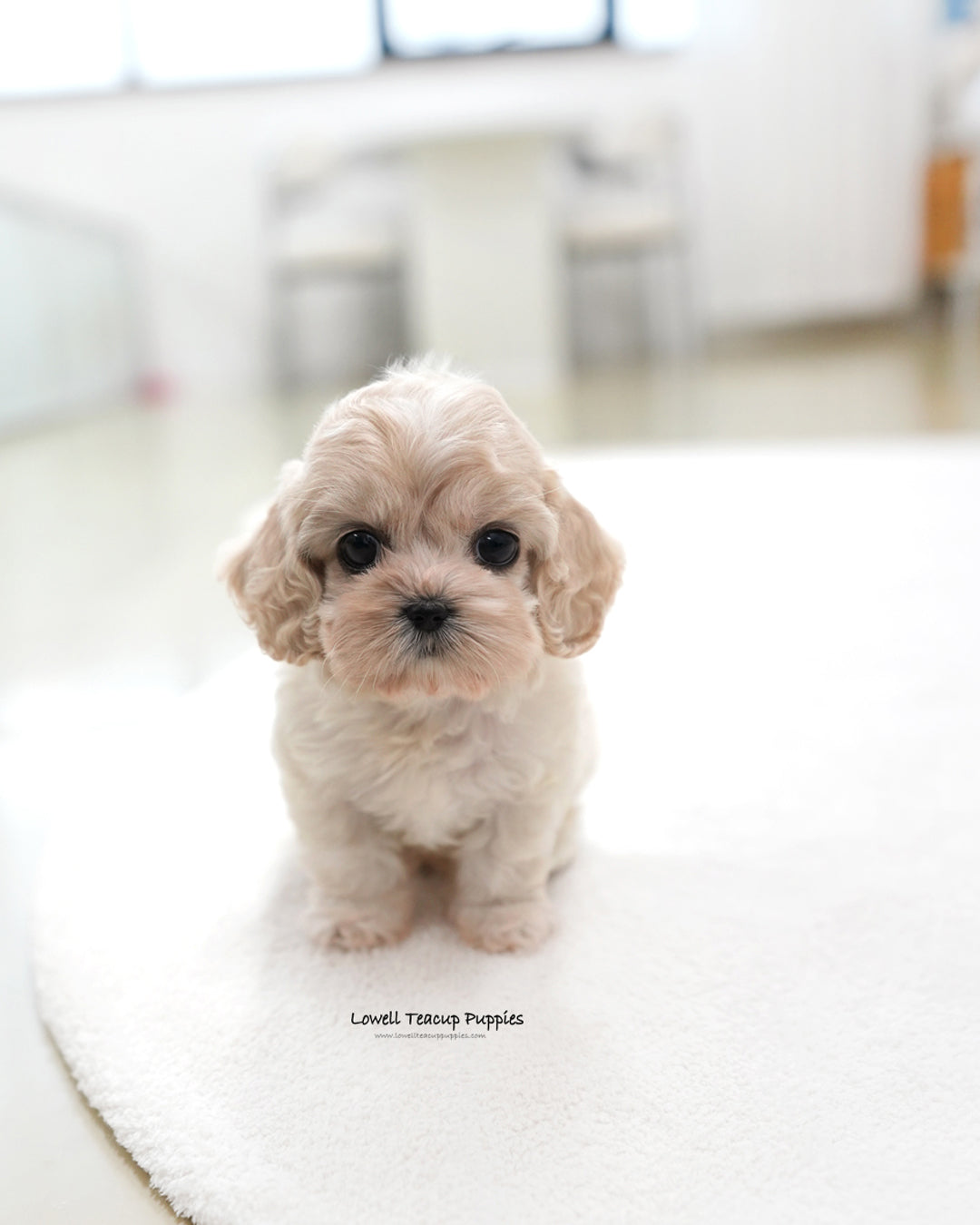 Mini Cocker Spaniel Male [Ron]