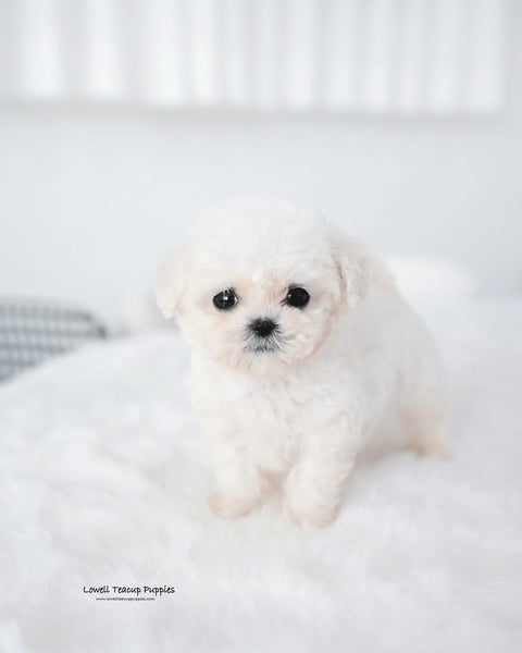 Teacup Bichon Frise Male [Mong]