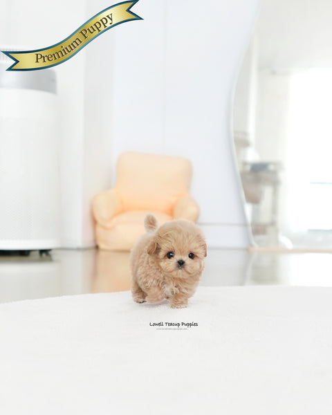 Teacup Maltipoo Male [Colin]