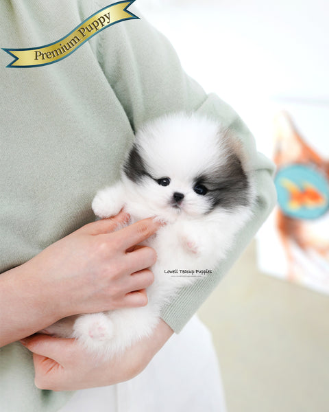 Teacup Pomeranian Female [Lanvin]