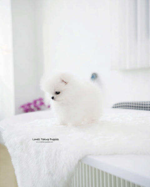 Teacup Pomeranian Male [Tom]