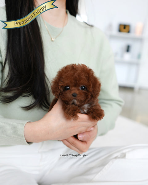 Teacup Poodle Female [Evelyn]