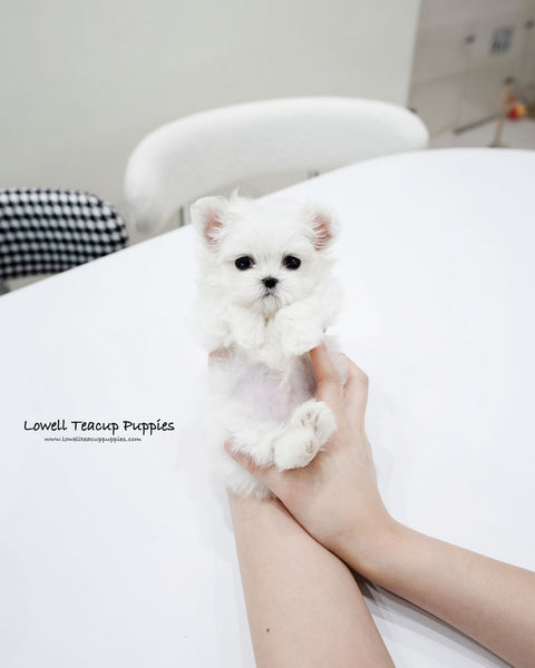 Teacup Maltese Male [Gian]