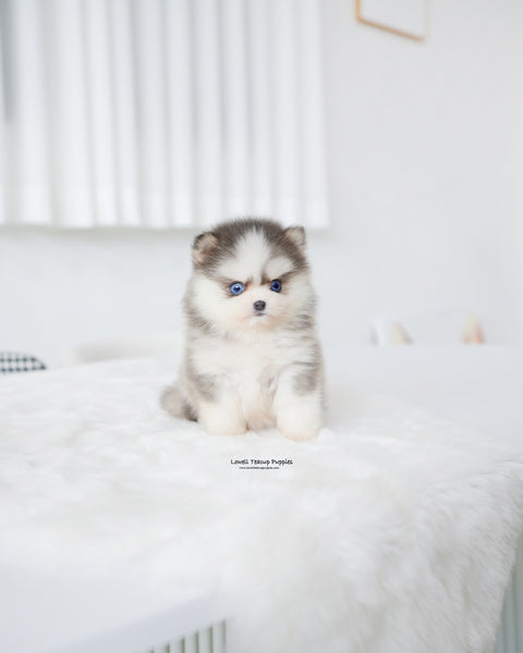 Teacup Pomsky Female [Elsa]