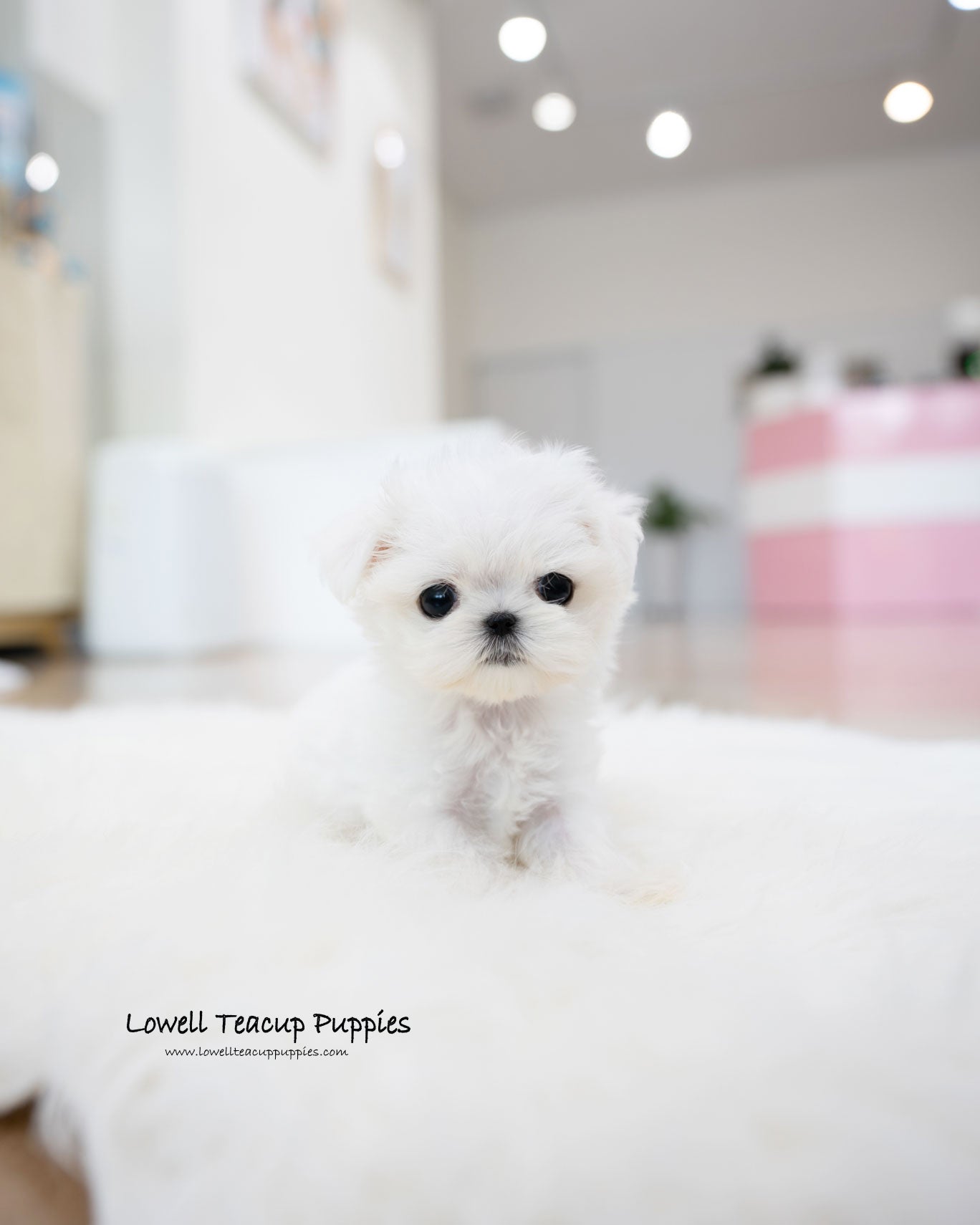 Teacup Maltese Female [Honey]