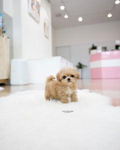 Teacup Maltipoo Male [Benji]