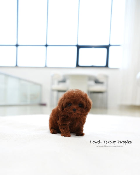 Teacup Poodle Female [Mandy]