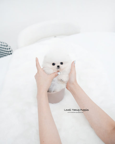 Teacup Pomeranian Male [Maru]