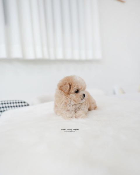 Teacup Maltipoo Male [Cheese]