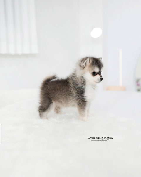 Teacup Pomsky Male [Edgar]