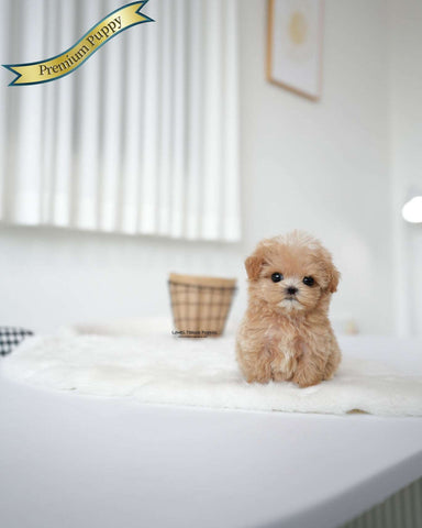 Teacup Maltipoo Female [Bambi]