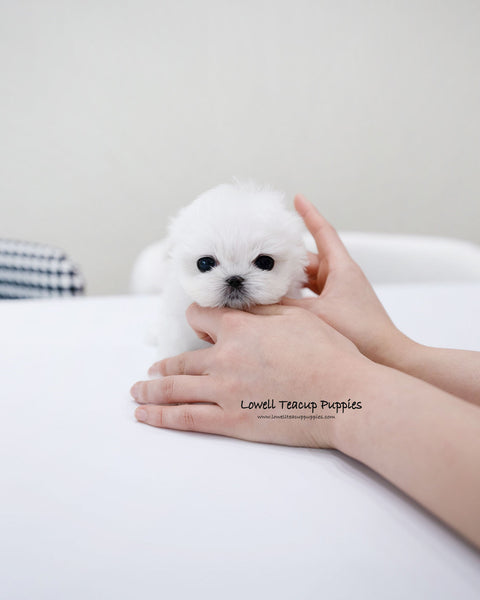 Teacup Maltese Male [Ted]