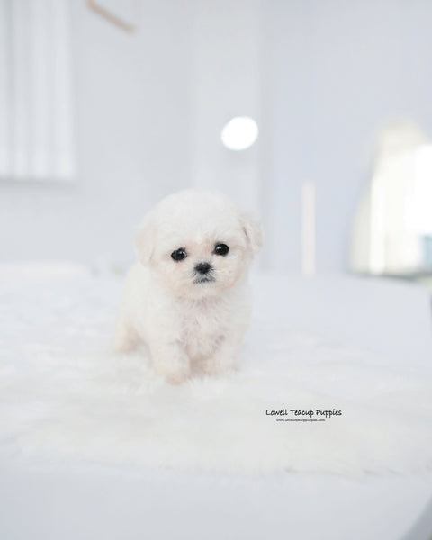 Teacup Bichon Frise Male [Mong]