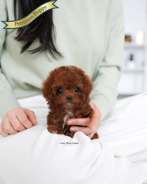 Teacup Poodle Female [Evelyn]